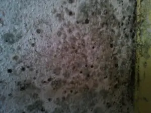 Schimmelbefall an Innenwand in Wohnraum durch erhöhte Feuchtigkeit